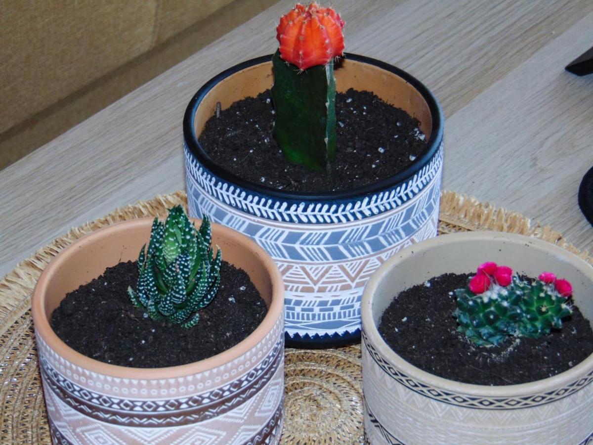 The Orange Cactus Appartement Sparta Buitenkant foto